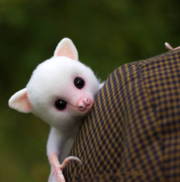 Baby Albino Vampire Bat Plushie™ | Din sødeste sidekick kommer fra skyggerne i junglen!